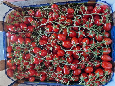 Pomodorini freschi selezionati — Greco Distribuzione