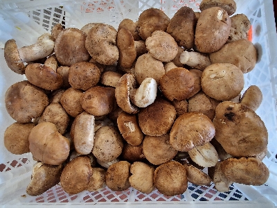 Funghi freschi selezionati
